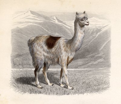 Il lama, inciso da E. Ramus da H. Gobin